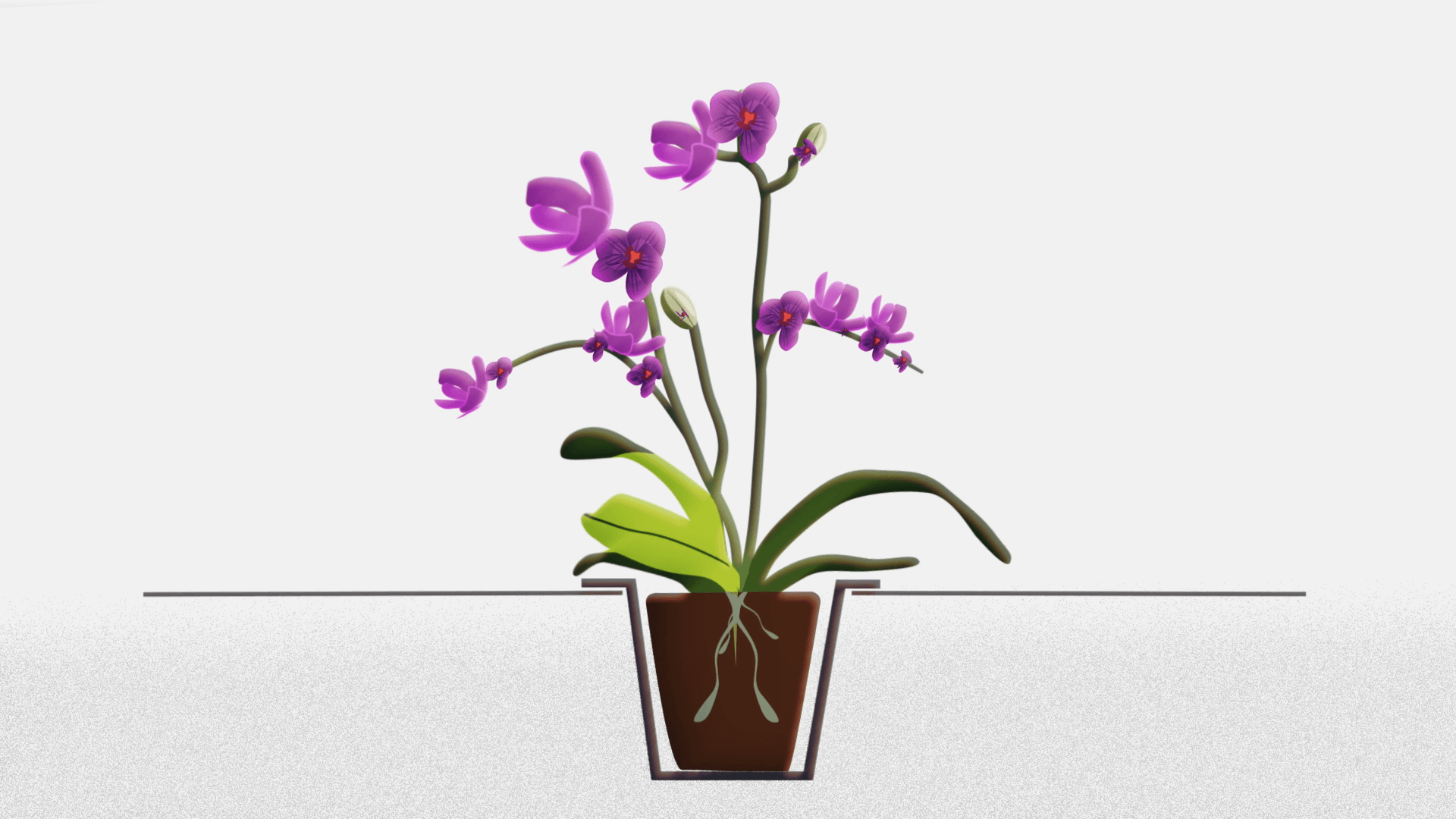 Cosmic Plants- Animation