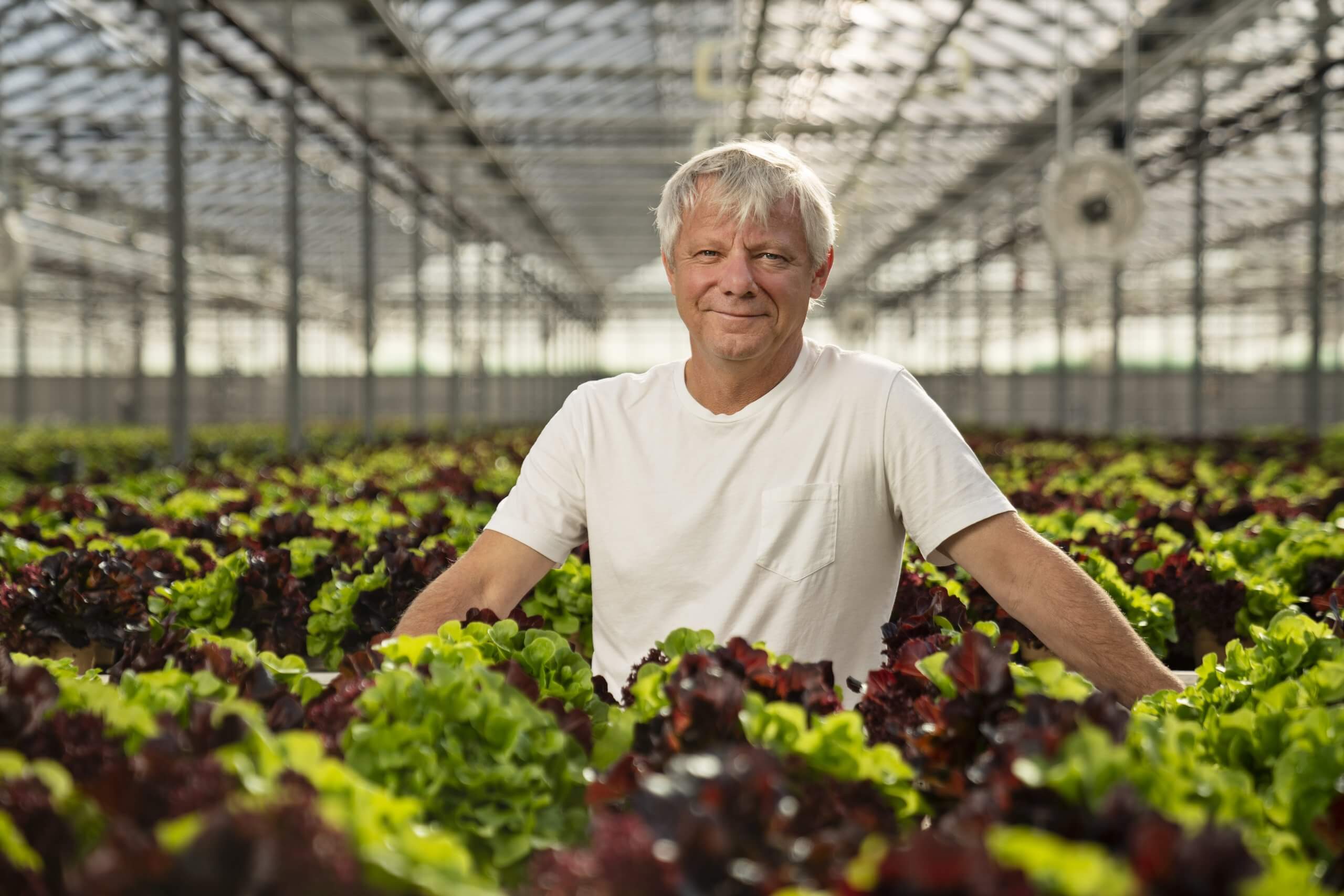 Portrait of a farmer in a greenhouse of lettuce