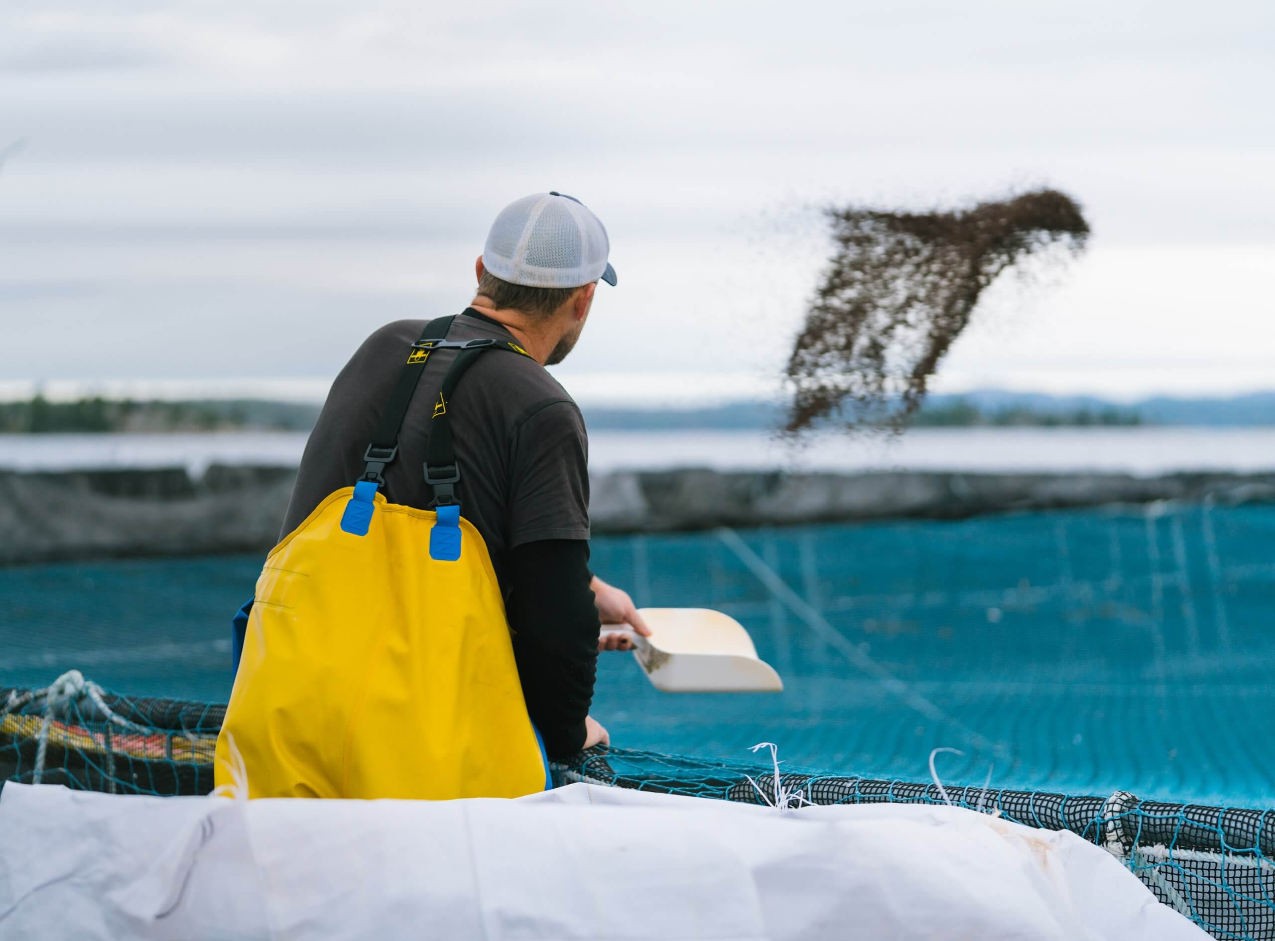 Worker feeding fish from a pen on the water